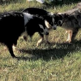 Miniature Australian Shepherd and Toy Australian Shepherd Puppies from Quarter Creek Stockdogs & Mini/Toy Australian Shepherds