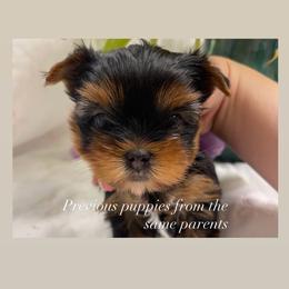 Oliver - Black and tan male Yorkshire Terrier puppy in Seattle, Washington from 🎀 Yorkies Boutique Babydolls 🎀