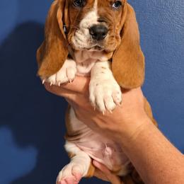 Carl Dean - Mahogany and white male Basset Hound puppy in Bellaire, Ohio from Blessed Bassets