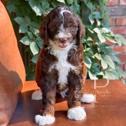 Flint - Brown and white male Bernedoodle puppy in Tulsa, Oklahoma from The Poodle Co. Raising Doodles & Poodles