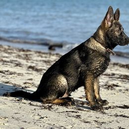 German Shepherd Puppies from Key Star German Shepherds