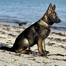 German Shepherd Puppies from Key Star German Shepherds