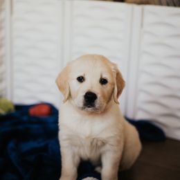 Golden Retriever Puppies from Rosemary Goldens