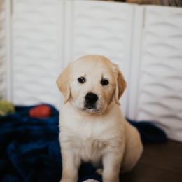 Golden Retriever Puppies from Rosemary Goldens