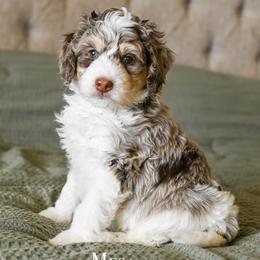 Mesa - Chocolate merle male Bernedoodle puppy in Tucson, Arizona from Sun Valley Goldendoodles