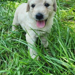 Fern - White female Bernedoodle puppy in Columbia, Missouri from Silver Creek Pups