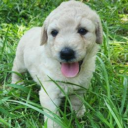 Fern - White female Bernedoodle puppy in Columbia, Missouri from Silver Creek Pups