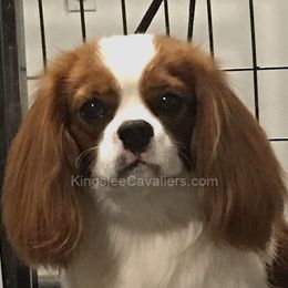 Scotty - Cavalier King Charles Spaniel