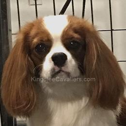 Scotty - Cavalier King Charles Spaniel