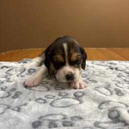 Jingle - Black white and tan female Beagle puppy in St. Cloud, Minnesota from Beagle Blessings