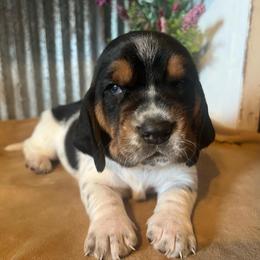 Tan - Black brown and white female Basset Hound puppy in Hay Springs, Nebraska from Rain and Snow Bassets