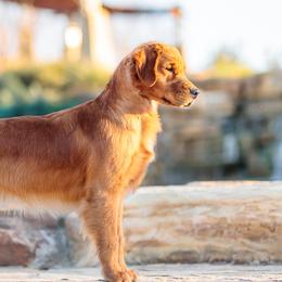 Golden Retrievers from Scout's Legacy Golden Retrievers