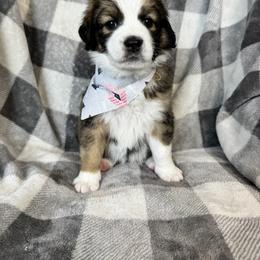 Bernedoodle Puppies from Sunny Sky Doodles