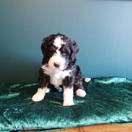 Bernedoodle Puppies from Badlands Bernedoodles