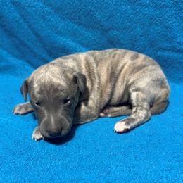Constance - Blue brindle female Whippet puppy in Gentry, Arkansas from Mardel Robeson of Mulberry Hollow Whippets