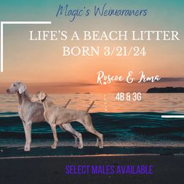 Weimaraners from Magic’s  Weimaraners