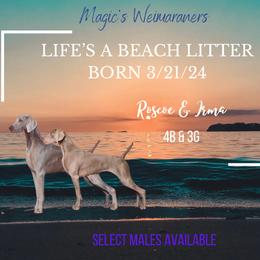 Weimaraners from Magic’s  Weimaraners