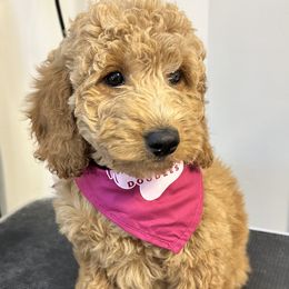 Primrose - Goldendoodle puppy in Chelan, Washington from North Cascades Doodles