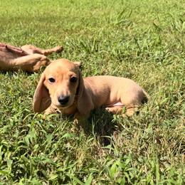 Storm - Dapple female Dachshund puppy in Mc Donough, Georgia from L & J Kennel