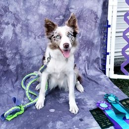 Bling - Border Collie