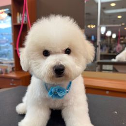 Boy 2 - White male Bichon Frise puppy in Lake Elsinore, California from Amber's Bichon Frise and Poodles