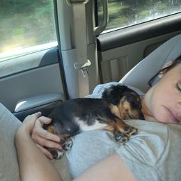 Dachshund All Grown Up from Lanier’s Little Weenies