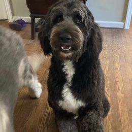Millie - Sheepadoodle