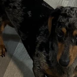 Basset Hounds and Dachshunds from Hackers Appalachian Basset Hounds