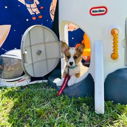 Buzz Aldrin - Red and white male American Corgi puppy in Cocoa, Florida from Cascadian Space Coast Corgis LLC
