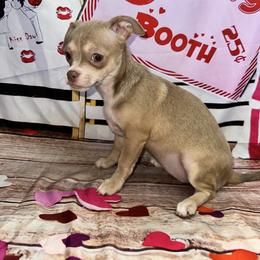Poppi - Chocolate blue female Chihuahua puppy in Palmyra, Indiana from Country Star Chihuahuas