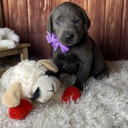 Pansy - Black female Labrador Retriever puppy in Newmanstown, Pennsylvania from Royalty Retrievers