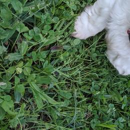 Boxer and Shih Tzu Puppies from Super City Kennels