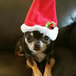 Chihuahuas from Dynasty Farms AKC Chihuahuas