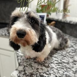 Panda - Dachshund