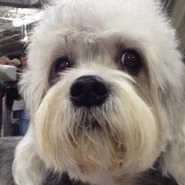 Dandie Dinmont Terriers from Richard Yoho's Dandie Dinmont Terriers