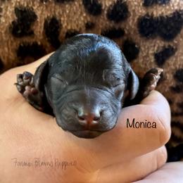 Monica - Sable female Poodle puppy in Sedalia, Missouri from Farmer Brown's Puppies
