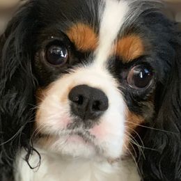Molly - Cavalier King Charles Spaniel