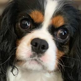 Molly - Cavalier King Charles Spaniel