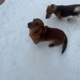 Spice - Dachshund