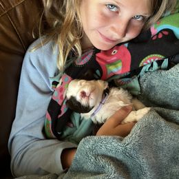 Labrador Retriever and Portuguese Water Dog Puppies from Hilltop Portuguese Water Dogs