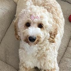 Honey - Australian Cobberdog