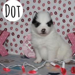 Dot - White female Pomsky puppy in Clarkston, Utah from Red Rock Ranch Breeders