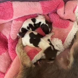 Yorkshire Terrier puppies from Jackie Jenny’s Precious Yorkies