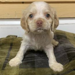 Boy 3 - Buff and white male Cocker Spaniel puppy in Gadsden, Alabama from Rich Cat’s