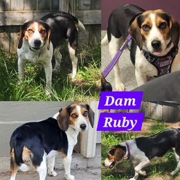 Ruby - Beagle