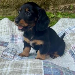 Black and tan - Black and tan male Dachshund puppy in Ozark, Alabama from Honey Hill Dachshunds