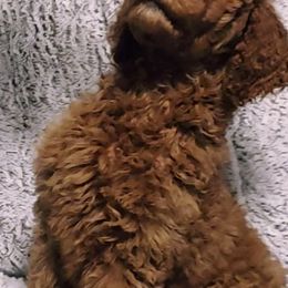 Poodles from Jessica's Poodles