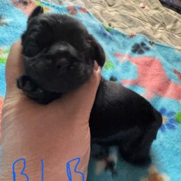 Black - Black male Cocker Spaniel puppy in Soddy Daisy, Tennessee from Kaleidoscopic Creations