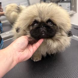 Puppy - Fawn male Pekingese puppy in Florida from LionPalace