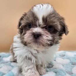 Lavender and White Boy - Lilac male Shih Tzu puppy in Oakville, Washington from Garrard Creek Shih Tzus